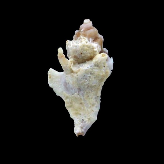 belcheri 17,1mm
