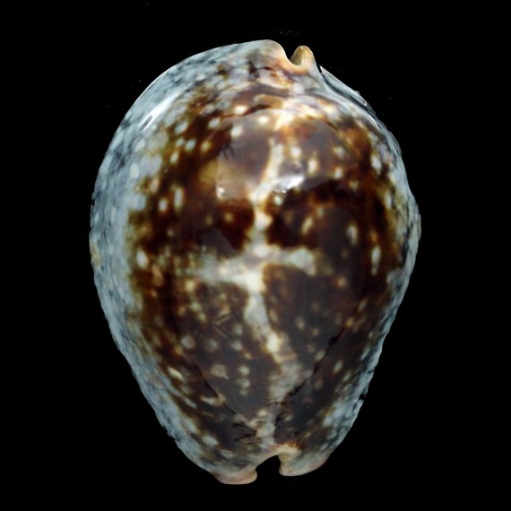 mauritiana 67,8mm SUPERB