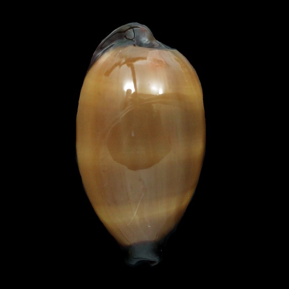 exusta 64,2mm