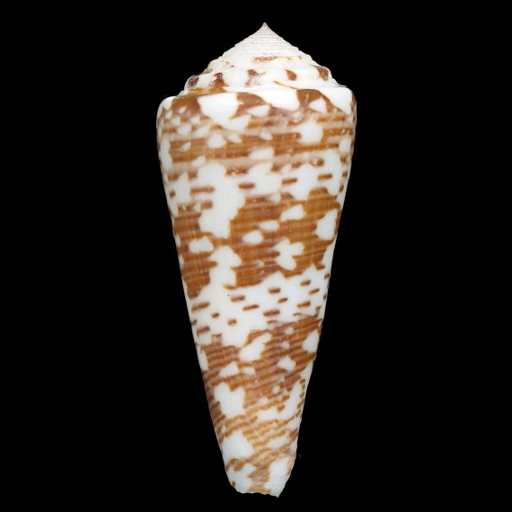 thomae 82,2mm BIG
