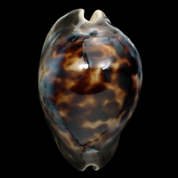 venusta episema 76,1mm SPLENDID