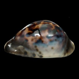 venusta episema 76,1mm SPLENDID