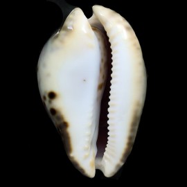 venusta episema 76,1mm SPLENDID