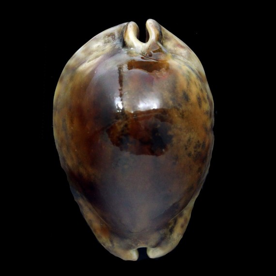 stercoraria 71,3mm SUPERB