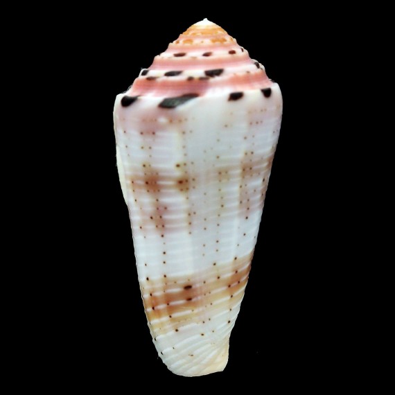 aurisiacus 56,0mm INDONESIA