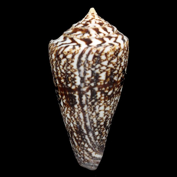 amadis 91,0mm
