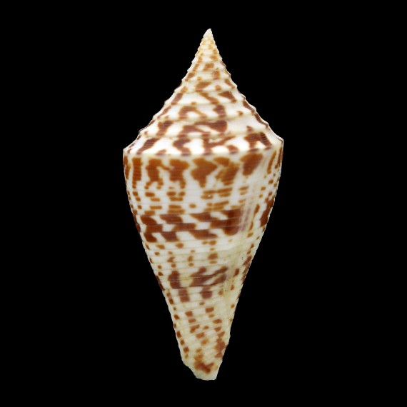 praecellens 51,2mm