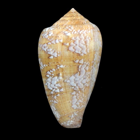 pennaceus tsara 56,8mm