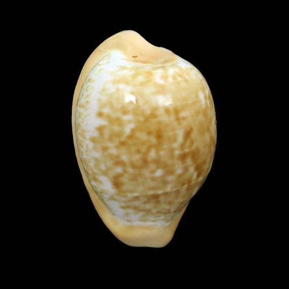 fuscorubra 35,4mm