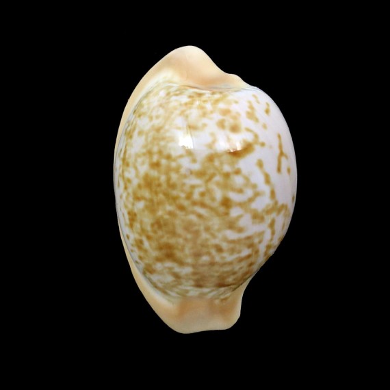 fuscorubra 34,5mm