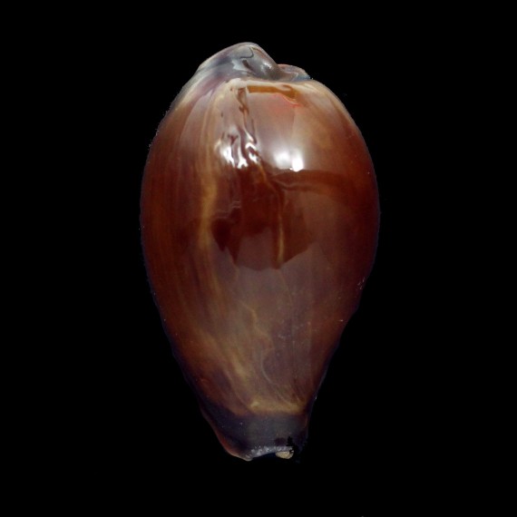 adusta 51,8mm BIG