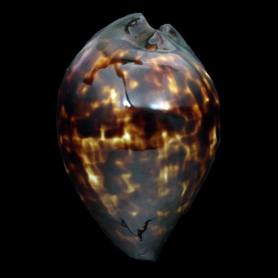 decipiens 52,7mm