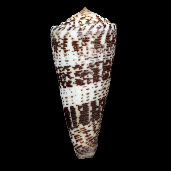 thomae 84,5mm BIG