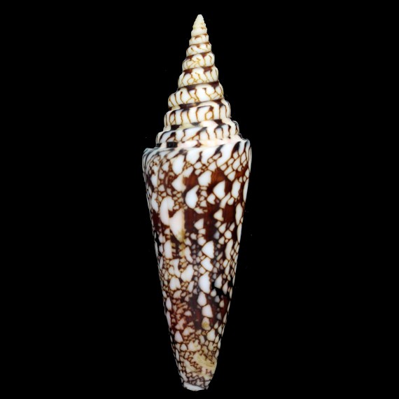 milneedwardsi 120,1mm