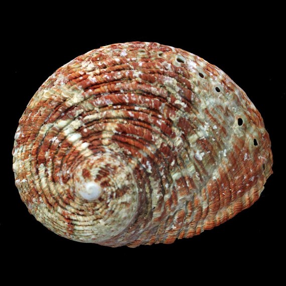 roei 87,5mm