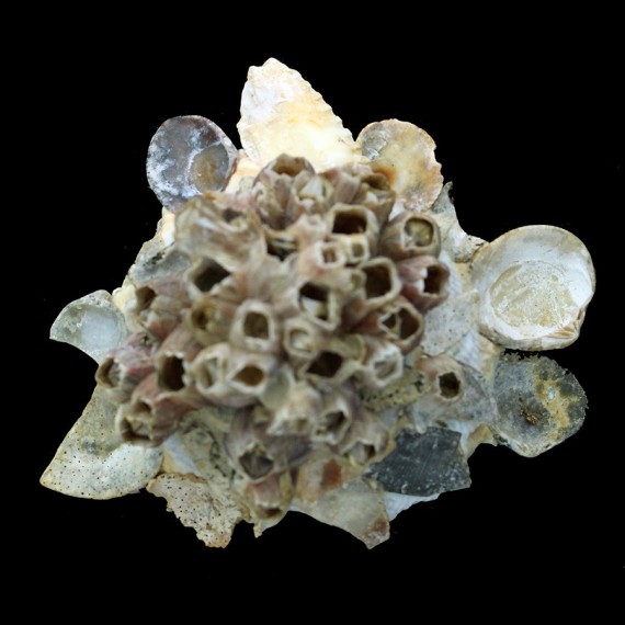 tulearensis 107,6mm