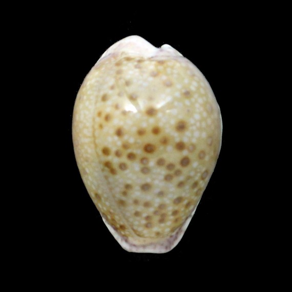 marginalis melocellata 32,6mm