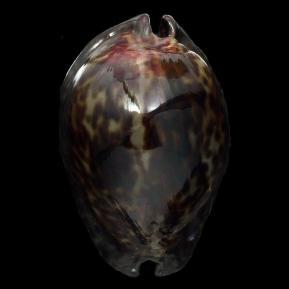 stercoraria 85,5mm SUPERB