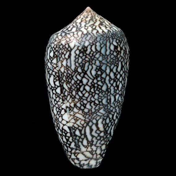 archiepiscopus 71,5mm SPLENDID