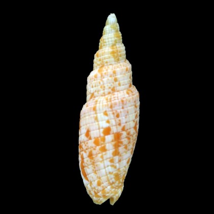takiisaoi 52,0mm RARE