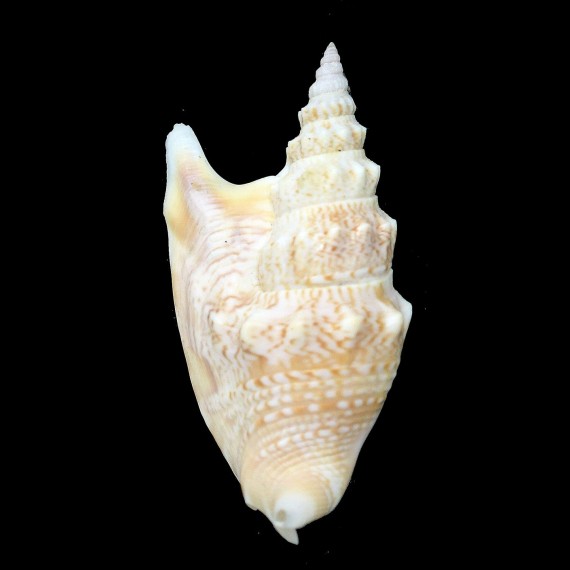 vomer 73,3mm
