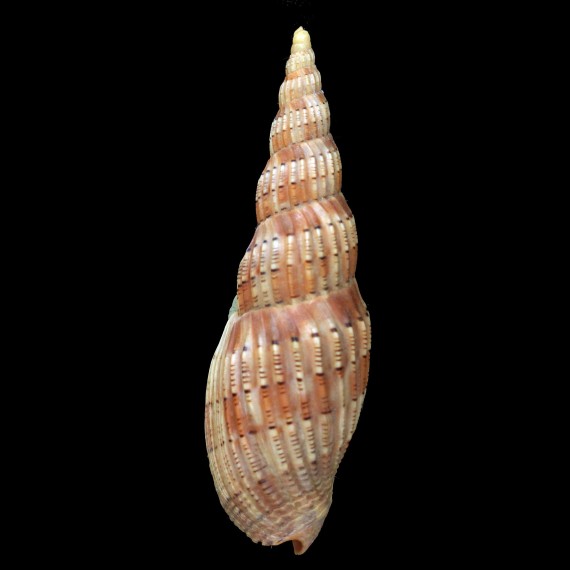 lyraeformis 114,4mm