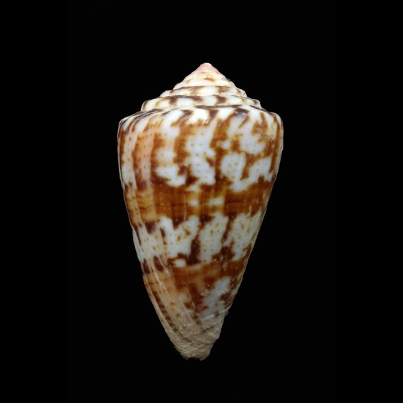 brasiliensis