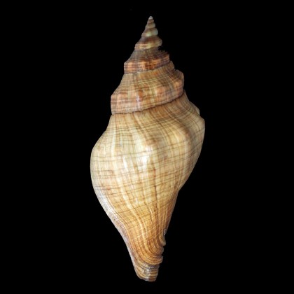 lyonsi 144,4mm SUPERB