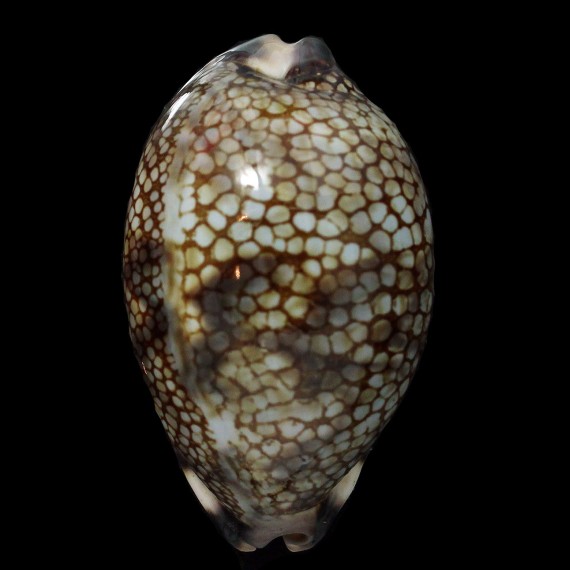 histrio 74,7mm BIG