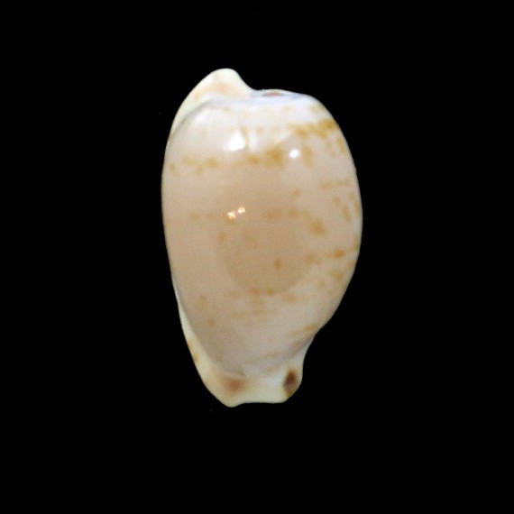 edentula 21,7mm