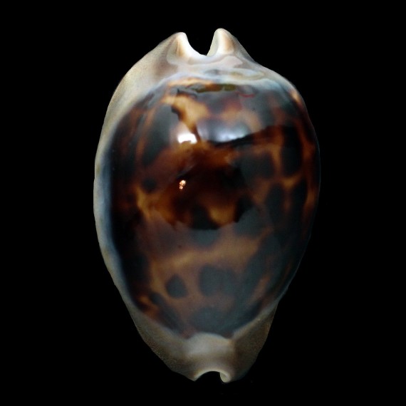 venusta episema sorrentensis 56,6mm