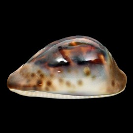 venusta episema sorrentensis 56,6mm