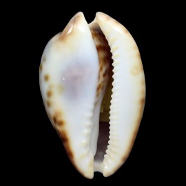 venusta episema sorrentensis 56,6mm
