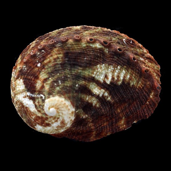 conicopora 70,7mm