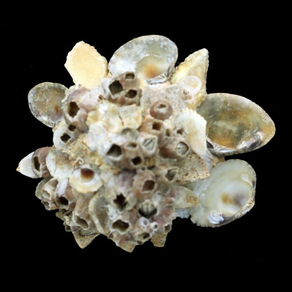 pallidula 97,5mm