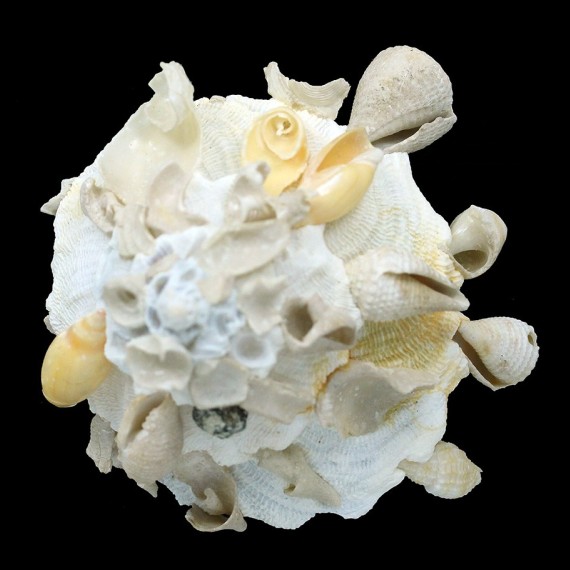 pallidula 88,7mm SPLENDID