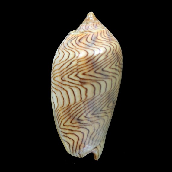 undulata 65,0mm