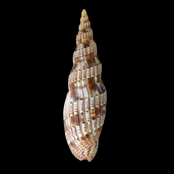 lyriaeformis 109,8mm