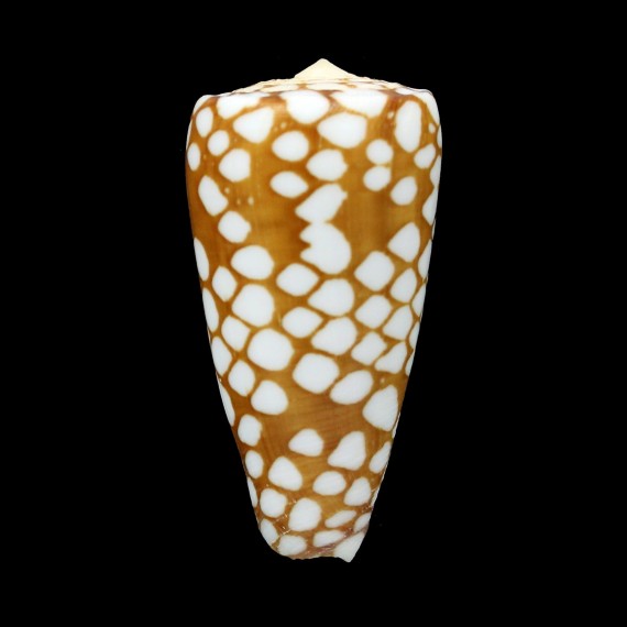 cordigera 48,1mm