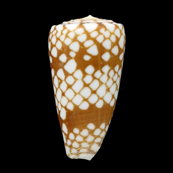 cordigera 46,0mm