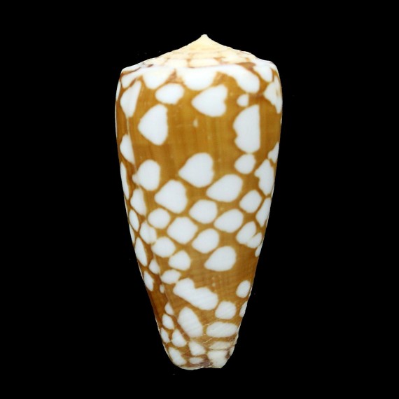 cordigera 47,4mm