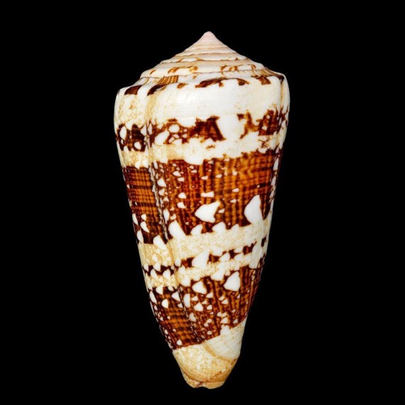 ammiralis