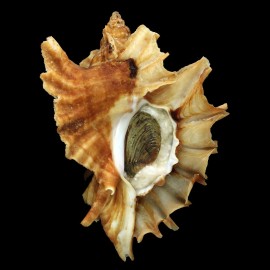 burnetti 88,0mm DARK