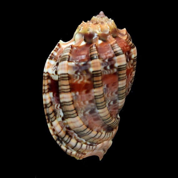 harpa 65,2mm