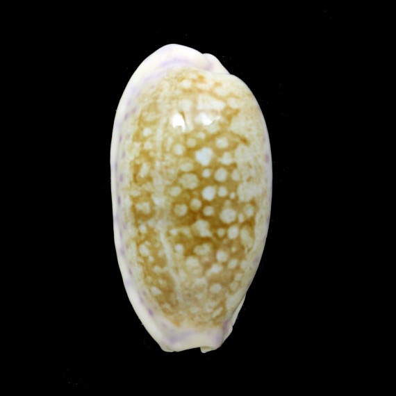 chinensis 50,7mm