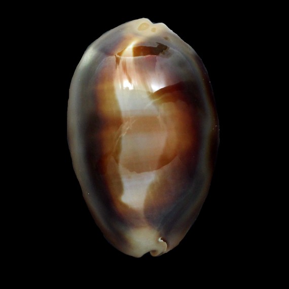 ventriculus 55,5mm