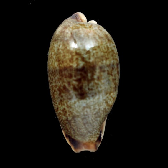 caurica elongata 66,3mm MONSTER