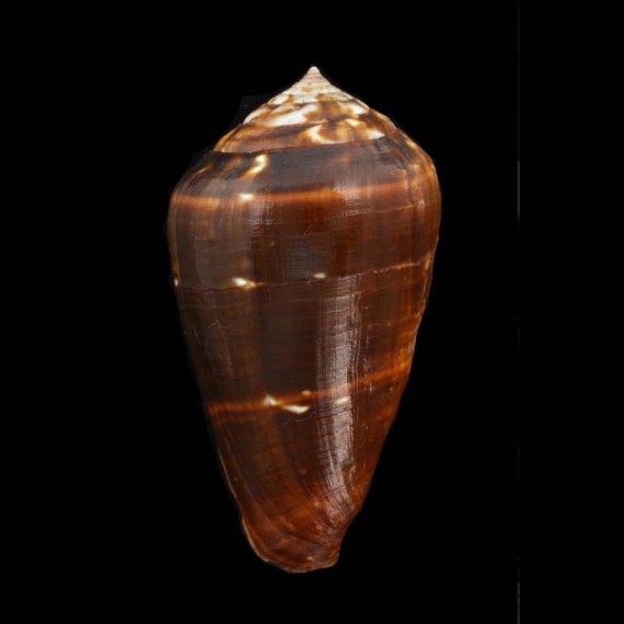 guinaicus franciscanus