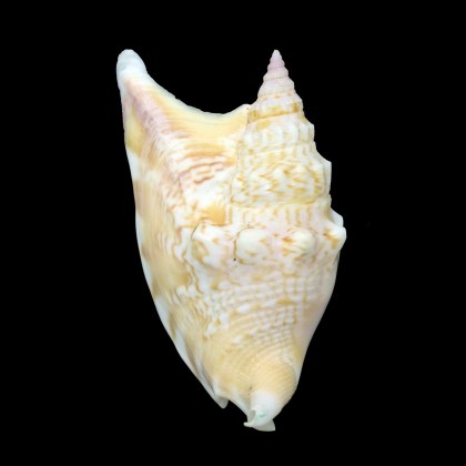 vomer 75,4mm