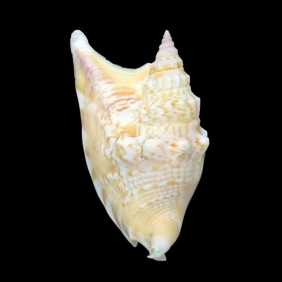 vomer 75,4mm